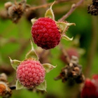 Tuoksuvatukka (Rubus odoratus), siemeniä 50 kpl - pikkukuva 2