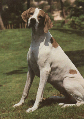 POINTER POSTIKORTTI