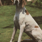 POINTER POSTIKORTTI - pikkukuva 1