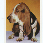 Purkkakuva SERTI n:o 41 BASSET ARTESIEN-NORMAND - pikkukuva 1