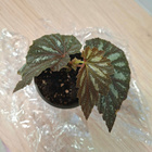 Begonia U168 - pikkukuva 2