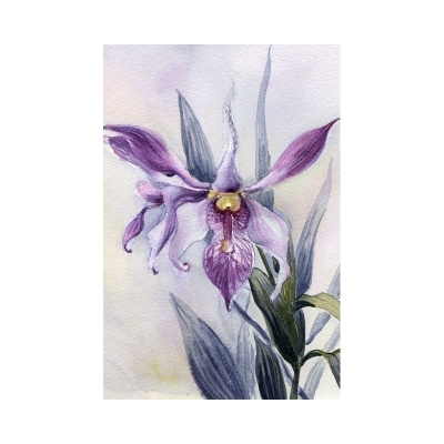 Violetti orkidea (piirretty kortti) #3022
