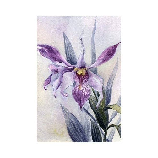 Violetti orkidea (piirretty kortti) #3022