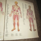 HERMOSTO / LUUSTO ANATOMIA TAULU TAI LAMINOITU JULISTEET - pikkukuva 3