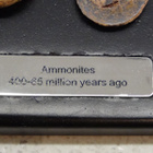 AMMONITES 400 - 65 MILLION YEARS AGO - pikkukuva 2