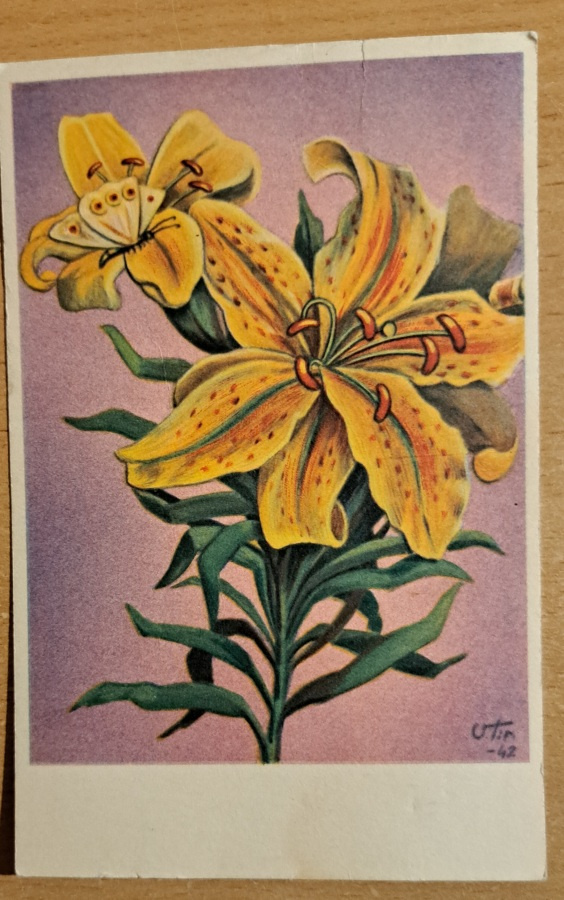 Vilho Tanner: keltaisia kukkia, kulkenut 1956