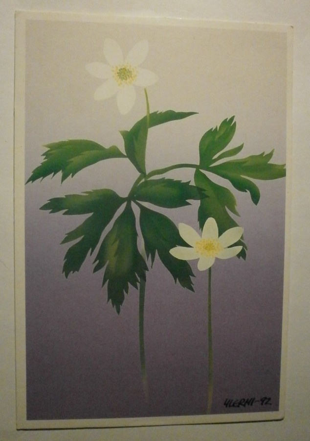 Ylermi: Valkovuokko, piirroskortti (1992), p. 2000