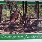 Eläinkortti, Kengurut Australiassa, kulkenut - pikkukuva 1