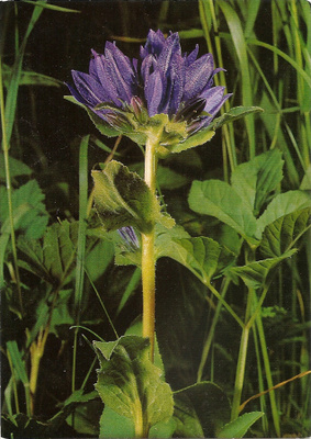 Campanula glomerata (T)