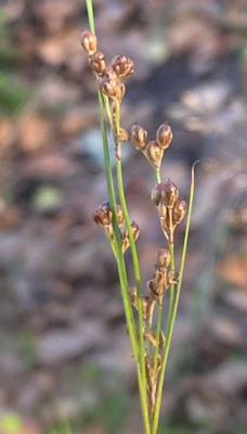 Tannervihvilä (Juncus compressus), siemeniä 100 kpl