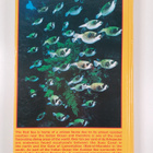 Helmut Debelius : Red Sea Reef Guide - Egypt, Israel, Jor... - pikkukuva 2