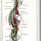 Henry Gray : Gray's Anatomy - pikkukuva 2