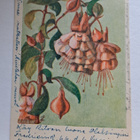 Laura Järvinen: onnittelukortti verenpisara, kulkkenut 1945 - pikkukuva 1