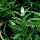 Tähtirotkokielo (Maianthemum stellatum), siemeniä 30 kpl - pikkukuva 1