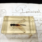 Natura Obscura – Entomologinen näyte no. 338 - pikkukuva 3