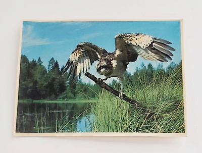 "KALASÄÄSKI"-KULKEMATON POSTIKORTTI