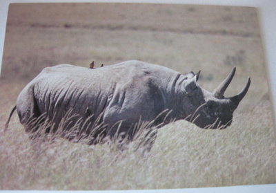 Sarvikuono WWF Lahjatukku