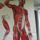 Anatomiska över Människruppen 50x152 cm - pikkukuva 4