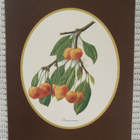 Taidejuliste/art print, 4 kpl hedelmäaiheisia - pikkukuva 3