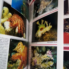 Debelius :  RED SEA REEF GUIDE ( SIS POSTIKULU) - pikkukuva 3