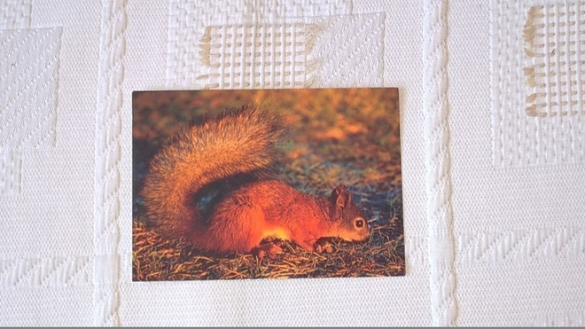 ORAVA #112
