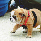 ENGLANNIN BULLDOG POSTIKORTTI - pikkukuva 1