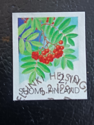 -81 Pihlaja EP-Leimalla