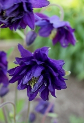 Lehtoakileija 'Blue Barlow', siemeniä 50 kpl