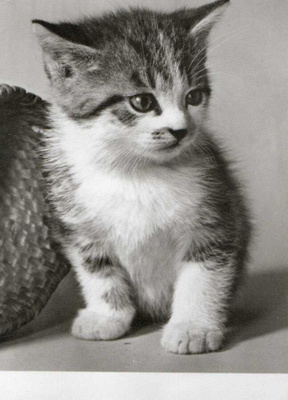 KISSA POSTIKORTTI