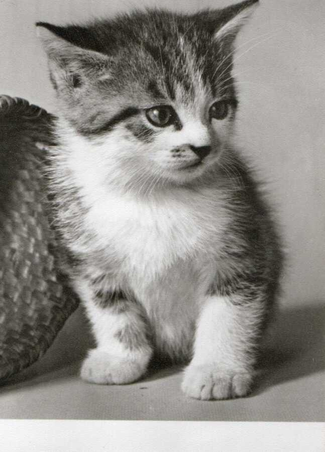 KISSA  POSTIKORTTI
