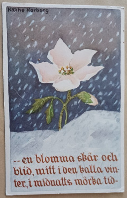 Käthe Norborg: Jouluruusu lumessa, runo, p. 1953