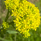Morsinko (Isatis tinctoria), siemeniä 40 kpl - pikkukuva 1