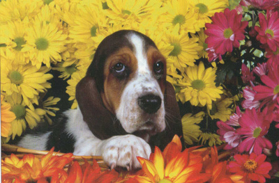 BASSET POSTIKORTTI