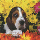BASSET POSTIKORTTI - pikkukuva 1