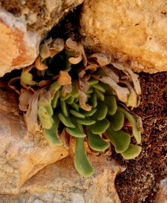 Rosularia globulariifolia, siemeniä 300 kpl