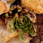 Rosularia globulariifolia, siemeniä 300 kpl - pikkukuva 1