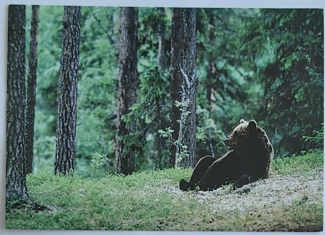 "KARHU"-KULKEMATON POSTIKORTTI
