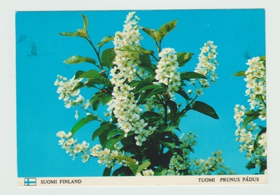 Markku Korpi-Hallila :Tuomi