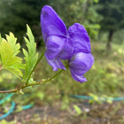 Aconitum japonicum, siemeniä 40 kpl - pikkukuva 1