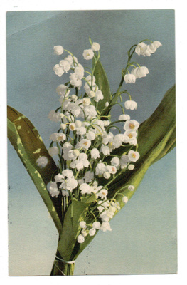 Vanha kortti, kielot