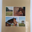 The Golden Pony Book - pikkukuva 2