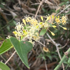 Piikkisarsaparilla (Smilax aspera), siemeniä 20 kpl - pikkukuva 3