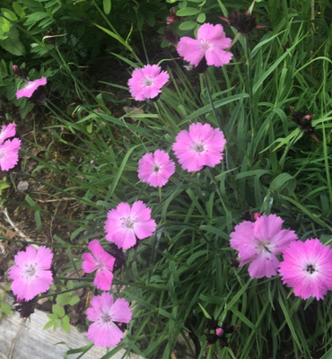 Metsäneilikka (Dianthus sylvestris), siemeniä 50 kpl