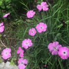 Metsäneilikka (Dianthus sylvestris), siemeniä 50 kpl - pikkukuva 1