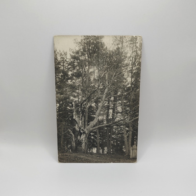 Nurmes: Metsämaisema