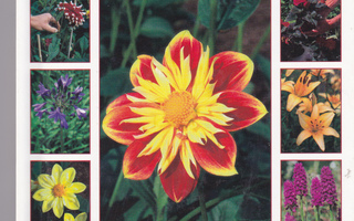 Summer Bulbs