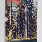 Pellervo n:o 16/1963 - pikkukuva 1