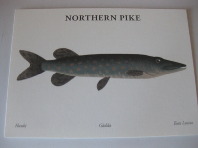 Northern pike, hauki
