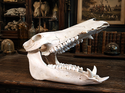 Vaikuttava villisian kallo ”Sanglier” (Sus scrofa), Ranska