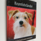 Kromfohrländer - pikkukuva 1